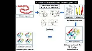 SSNMR PROTEIN STRUCTURE DETERMINATION