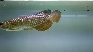 Pellet-trained Golden Crossback Arowana