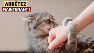 Si vous voulez que votre chat vous fasse confiance, &Eacute;VITEZ ces 9 CHOSES ! 🔥