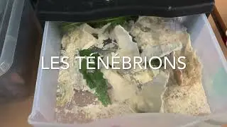 ⭐️&Eacute;levage tr&egrave;s simple de vers de farine / t&eacute;n&eacute;brions en classe maternelle #elevage #&eacute;levage