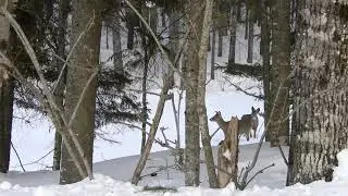 Deer encounter in the forest of Saint On&eacute;sime d&rsquo;Ixworth