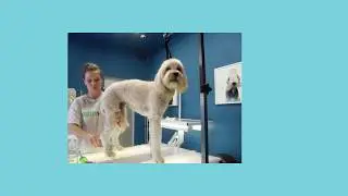 Healthy Spot's 10 Years In 60 Seconds