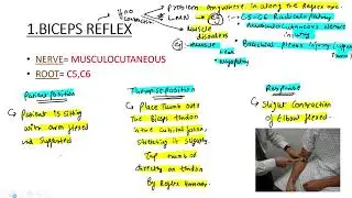 REFLEX ( deep tendon reflex ) ( lecture in hindi/ english ) part 2