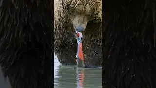 Grizzly Bear Pulling Salmon's Skin off  Wincent   E3WSc #wildlife #nature #bear #salmon