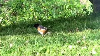 Rufous sided Towhee - male and female