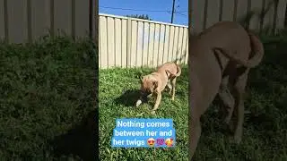 Happy puppy plays with her twig! #dogs #puppies #dogshorts #aussiedogs