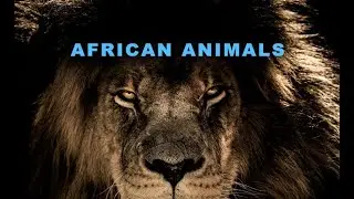 Exploring Africanness: A Journey Through Culture#africananimals #animal