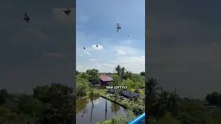 Morning pigeon loft fly #madlaloft #madlalofttv #ibon #bird #kalapati #pigeon #dagit #manok