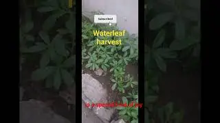 Nothing beats the joy of eating fresh, clean vegetables you grew yourself.#Waterleaf #Homegrown
