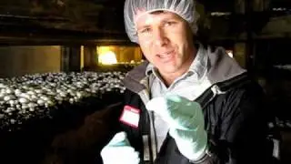 Mushrooms: Dr. Clyde Wilson nutrition