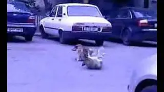 un caine funny