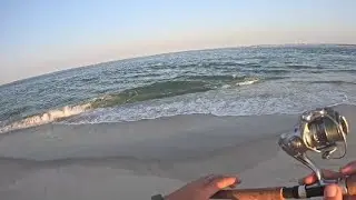 Surf Fishing early-August on Long Island, New York!! Snappers, Striped Bass, Burrfish and more