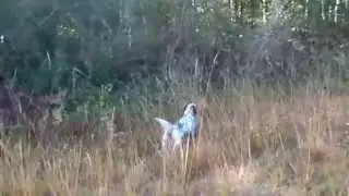 Chasse au faisan dans les chambarans