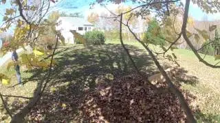 falliage in the foliage