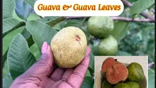 The Benefits of Guava and the Leaves