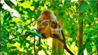Little Baby Monkey Cry Loudly Telling Mother Hungry To Drink Milk....!