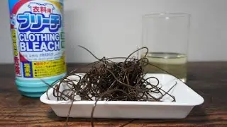 大量に採集したハリガネムシを漂白剤の中に入れたらマジで大事故になるかと思ったｗｗｗ