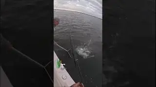 Bucktail teaser for back bay keeper fluke!!! #fish #fishing #nature  #njfishing #reels #shorts #nj