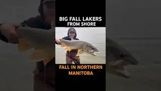 #canada #fishing #fypシ #fall #subscribe #outdoors #youtubeshorts #catchandrelease #huntfishmb
