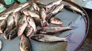 Different species of canal fish, fresh fish market, artisanal fish market