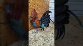 Negro puro