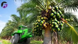 How Indian Farmers Climb Palmyra Palms to Harvest Toddy & Process Jaggery | Farming Documentary