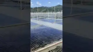 The Secret to Efficient Korean Seaweed/Nori Farming: Professional Seaweed Cultivation Nets