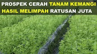 Analisis Usaha Budidaya Kemangi || Hasil Melimpah Ratusan Juta