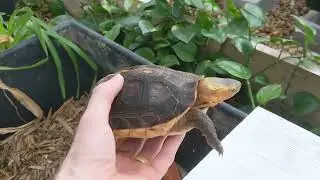 Hibernation part 2: Do turtles need to hibernate to survive?🤔