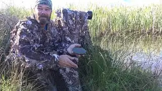 2017 Vlog # 2   :   Rare species right under your nose. Marsh Crake, Otago.
