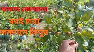 ফলসহ রেডি বরই চারা! বলসুন্দরী ও ভারতসুন্দরী—দেশি ও প্রবাসীদের জন্য বিশেষ অফার ০১৭০৮৪৩৩২৬৩