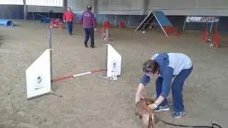 Cookie - Agility deb. (KimiDogs ASD) - Suno 02/11/2014