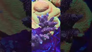 #spscorals #aquarium #lpscorals #reef #fish #coralreefaquarium #lpscoral #spscoral #fishtank