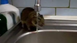 Degu drink