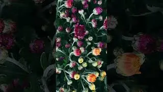 Beautiful Relaxing Music for You