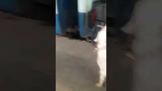 Transport for Dumba, goats, sheep & fighter cocks