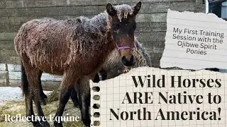 Wild Horses ARE Native to North America | My First Session With the Ojibwe Spirit Ponies