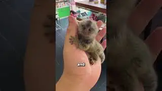 🐵 WORLD&rsquo;S SMALLEST MONKEY