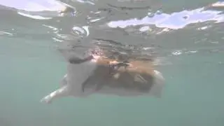 Kuli the surfing cat swimming around between waves.