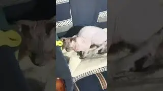 Лео попытался занять моё место #сфинкслео