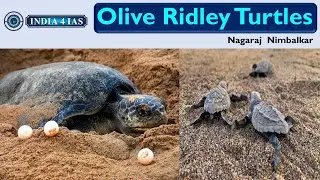 Olive Ridley Turtles | UPSC | KPSC | #india4ias #kpsc #kas #prelims2024 #kpscnotification