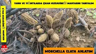 Siyah Kuzug&ouml;beği Mantarını Tanıyalım. Morchella elata, morchella importuna