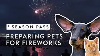Fireworks Tips for Cats & Dogs | Dr. Kirsten's Season Pass