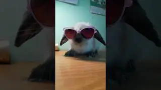 Dancing rabbit#танцующи кролик#смешная#bunny#забавные#pets#животные#шуточная
