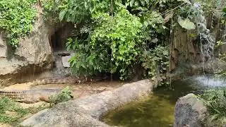 Reptil Garden JTP2 #foryou #zoo #fyp #viral #shorts #fishing #indonesia