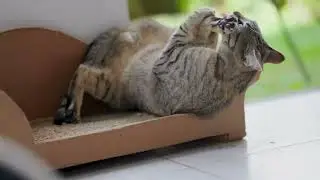 miau cat reaction video
