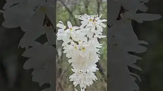 미선나무 💝 abeliophyllum distichum