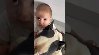Loving Dog Falls Backwards Along With Child