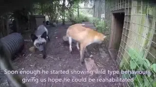Freddy the Red Fox