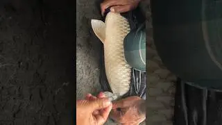 Giant Coral Fish In Action! #shorts